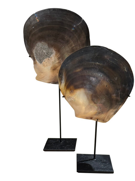 Contemporary Borneo Pair Large Mussel Shells on Stands