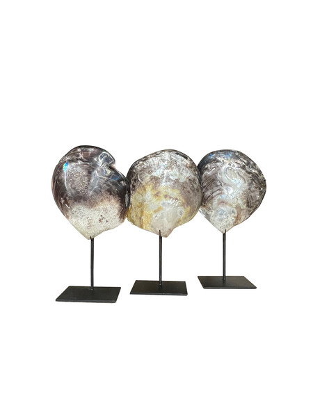 Contemporary Indonesian Set of Three Mollusk Shells on Stands
