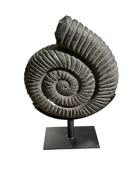Contemporary Indonesian Large Black Ammonite