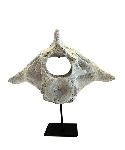 Indonesian Whale Bone Vertebrae
