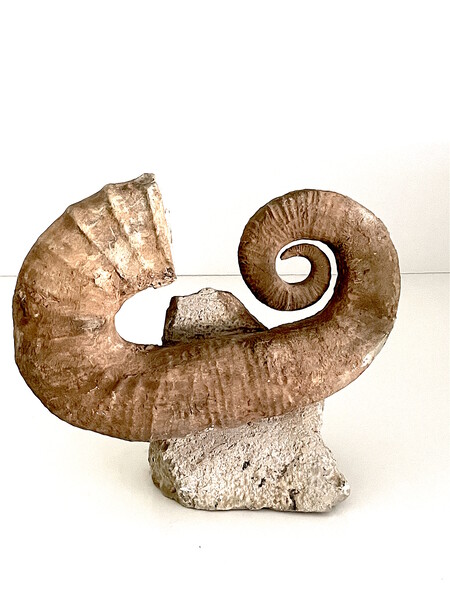 Madagascar Horn Shaped Ammonite Fossil  On Stone Stand