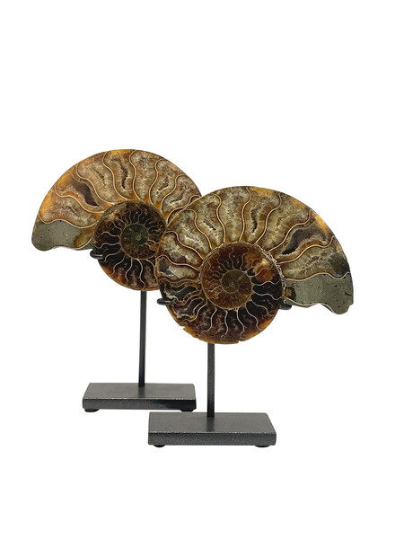 Madagascar Pair Ammonites