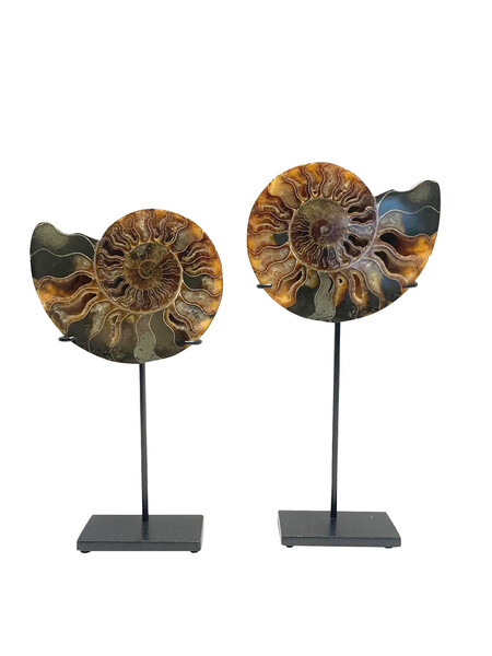 Madagascar Pair Ammonites