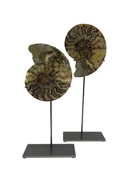 Madagascar Pair of Ammonites