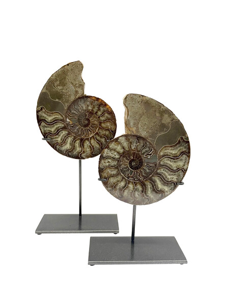 Madagascar Pair of Ammonites