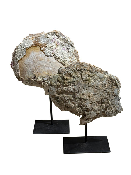 Mid Century Indonesian Weathered Sliced Shells on Stands