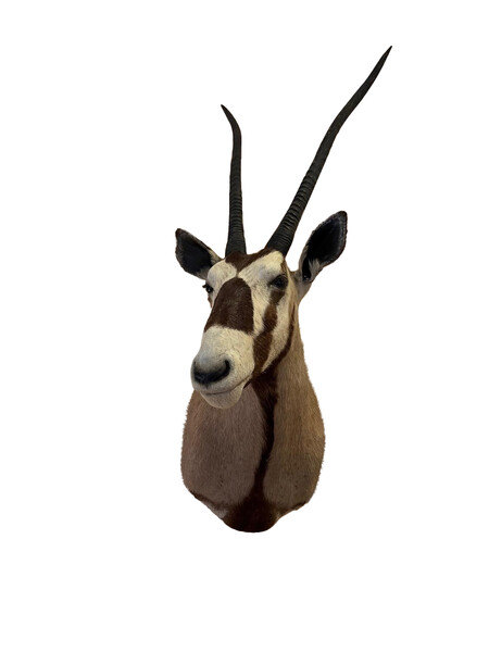 Mid Century Shoulder Mount Oryx Gemsbok